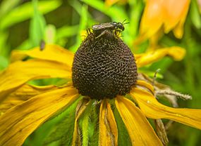 Ceratina蜜蜂访问黑眼苏珊开花