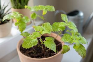 室内陶土容器中的小柠檬香脂植物