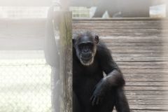 Emily the chimp poses