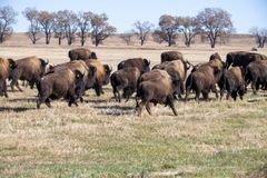 bison herd in South Dakota