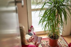龙血树（dracaena dragon houseplant）在地板上读书的女人旁边