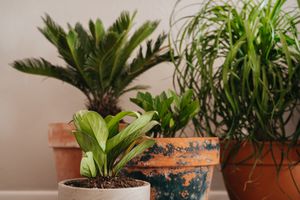 陶瓷盆中的四种室内植物