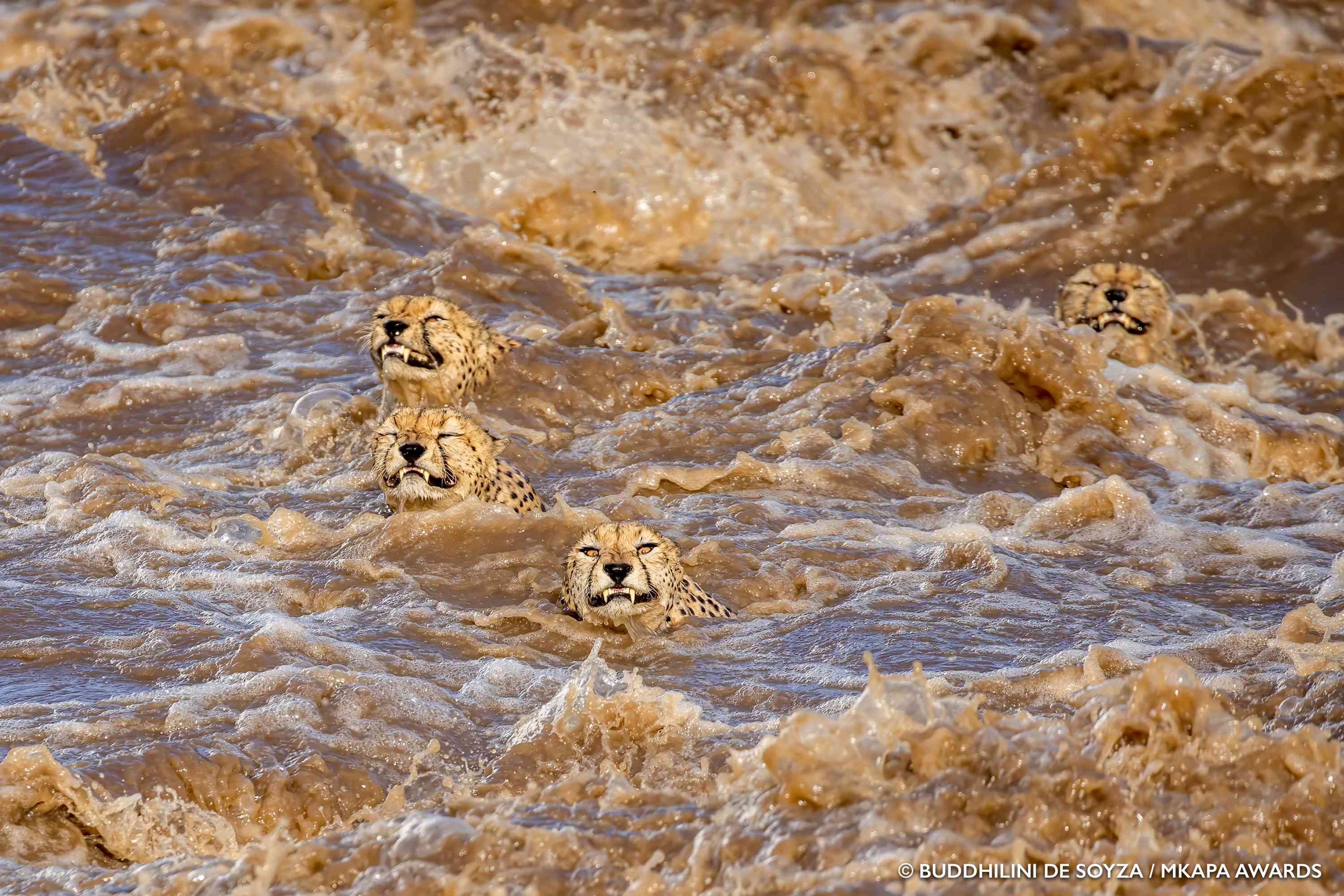 cheetahs swimming“width=
