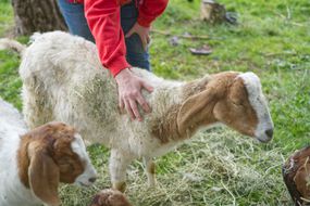 person in red sweatshirt pets goats out in green pasture