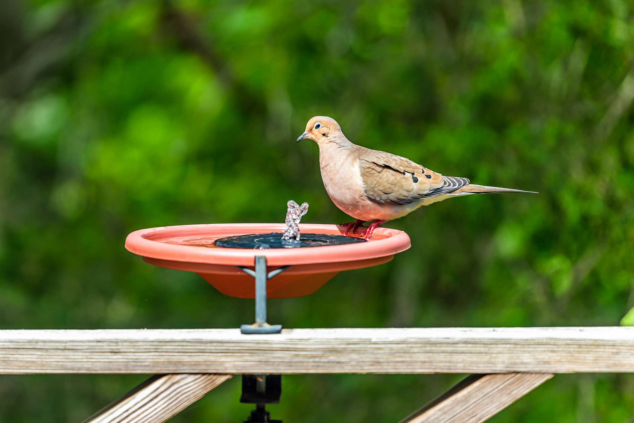 A fountain in a bird feeder powered by a small solar panel.