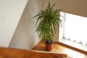 一棵高大的龙血树室内植物，位于靠近大窗户的楼梯壁架上