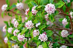 Daphne odona /日本Daphne / Daphne indica