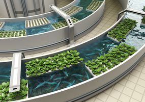 Aquaponics系统