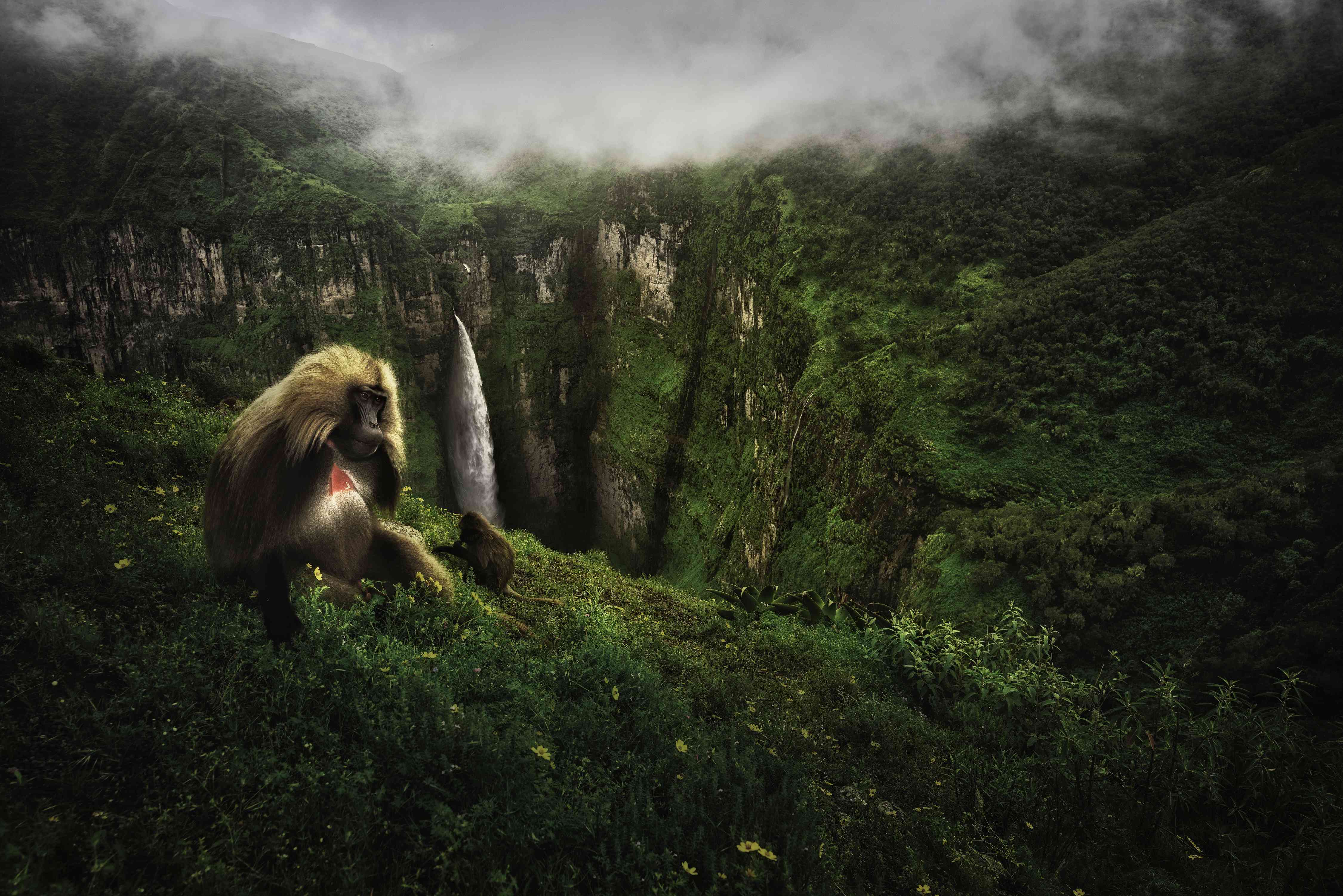 primate holding baby“width=