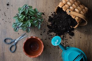 报告的植物材料加上溢出的泥土和植物的头顶镜头