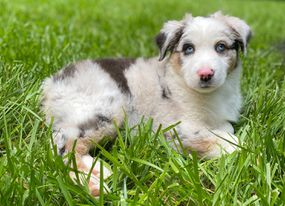 foster puppy Evie