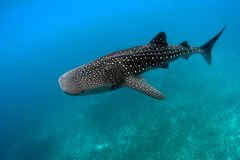 Whale shark swimming underwater.