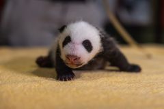 熊猫幼崽