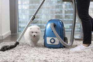 和狗一起打扫卫生