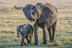 African savanna elephant and baby