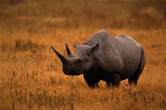 BLACK RHINOCEROUS IN OPEN FIELD