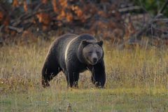 A grizzly bear in Yellowstone National Park