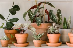 白墙陶土植物收藏
