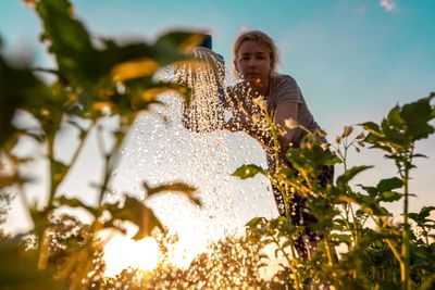 Woman cares for plants, watering green shoots from a watering can at sunset. Farming or gardening concept“width=