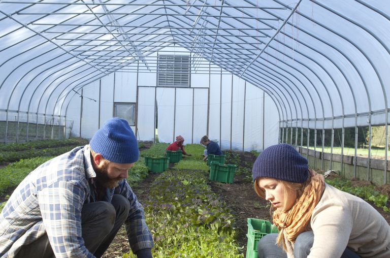farmers harvesting greens in a high tunnel