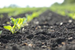 Shoots in the field in spring
