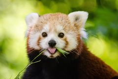 在植物上咀嚼的野生凝视中的红色熊猫凝视着相机