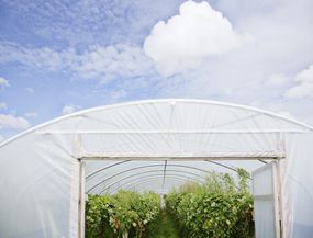 Entrance to greenhouse