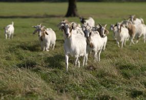 山羊on goat meat farm