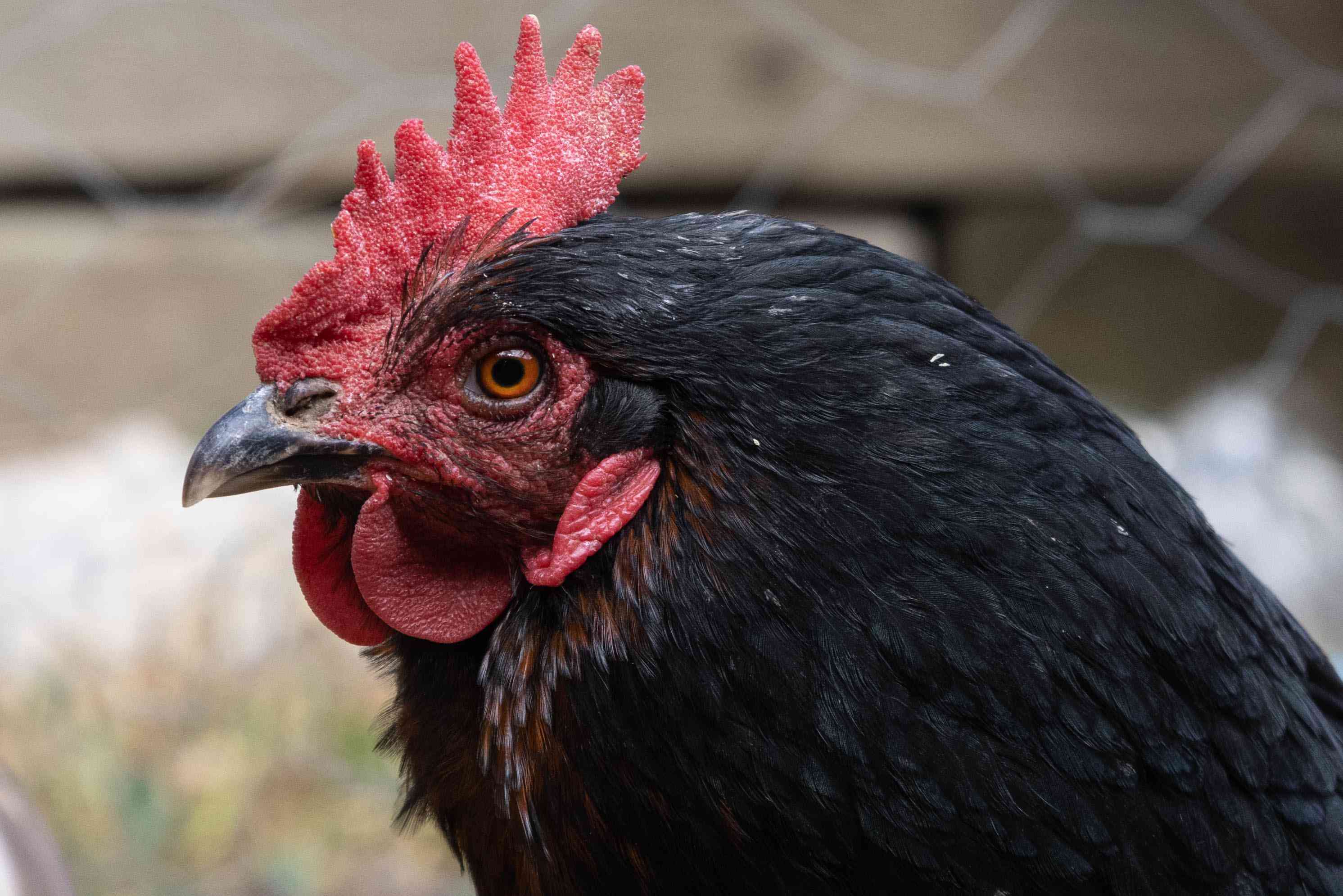 side profile of black rooster with large red wattle on head