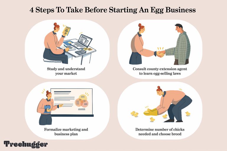 How to start an egg business / 4 steps