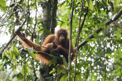 Orangutan sitting in tree in Borneo.