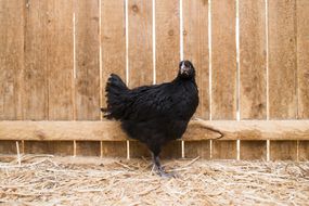 A black pullet in front of a wooden fence