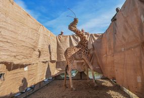 Rescue of Giraffes from Flooding Island“width=