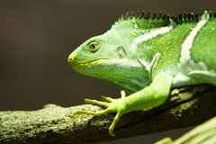 Fiji Crested Iguana