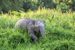 A Borneo pygmy elephant (Elephas maximus borneensis) in the Malaysian forest