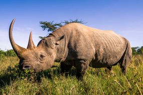 An adult black rhino in Kenya