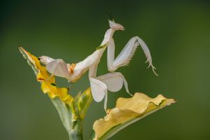 马来西亚兰花螳螂坐一朵黄色花。