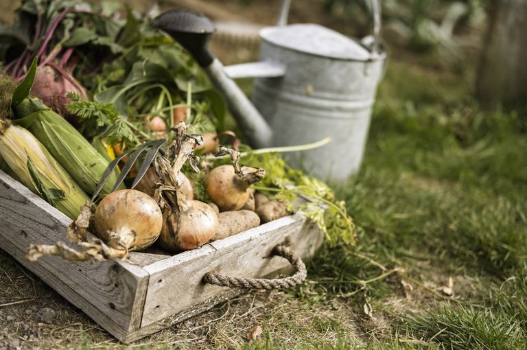 Watering can and wooden box full of freshly picked vegetables, including carrots, onions, beetroots, corn and potatoes.