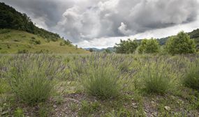 Lavendar Farm