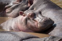 Hippopotamus In River