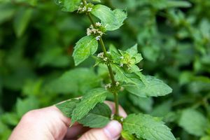 手从花园外摘下一根大的薄荷枝，枝上开满了花