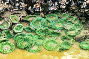 Anemones and sea star in tide pool at low tide.