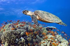 A hawksbill turtle swims over a coral reef in the Red Sea