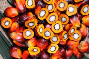Pile of oil palm fruits, many cut in half