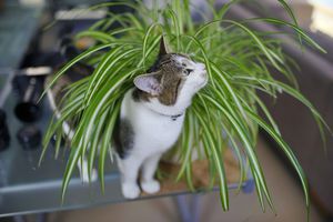 站在蜘蛛植物里的猫