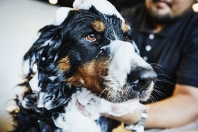 Washing a dog