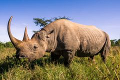 An adult black rhino in Kenya