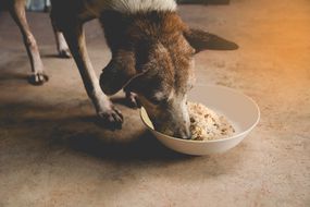 fresh dog food delivery