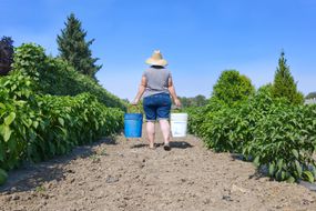 Woman in straw hat carries two gallon buckets down garden rows outside