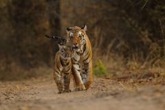 Two Bengal tigers in their natural habitat